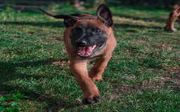 Belgian Shepherd Dog dogs for sale: Stunning Belgian Malinois Puppies Ready Now - Image 3