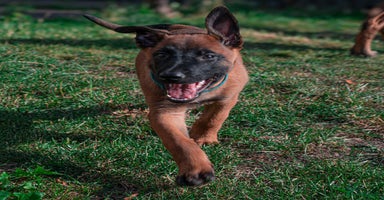 Belgian Shepherd Dog dogs - Advert 6