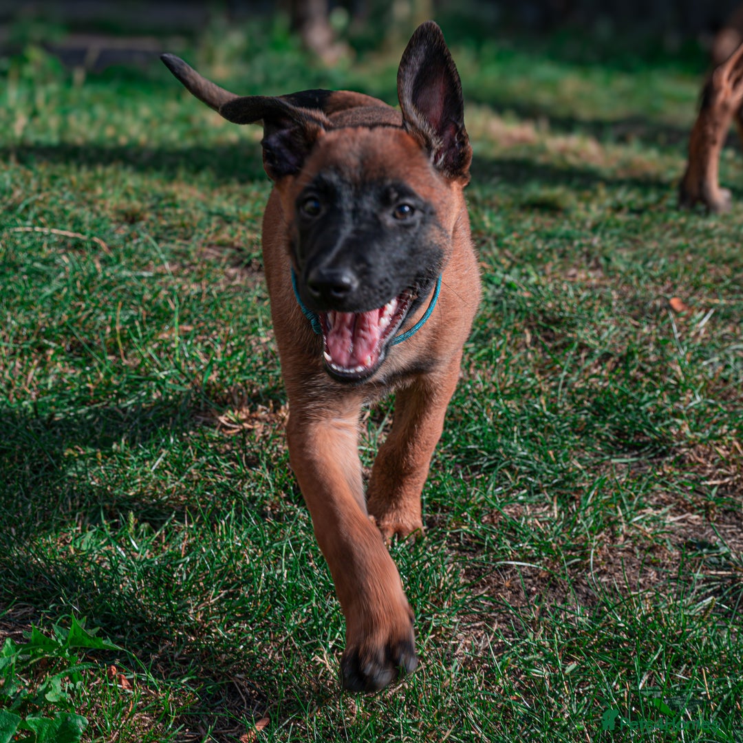 Belgian Shepherd Dog dogs for sale: Stunning Belgian Malinois Puppies Ready Now - Image 3