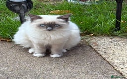 Ragdoll cats for sale: 5 beautiful Ragdoll kittens- 6 months old - Image 5