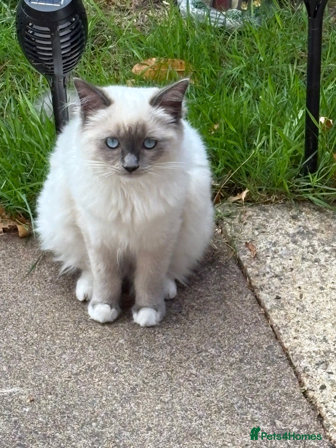 Ragdoll cats for sale: 5 beautiful Ragdoll kittens- 6 months old - Image 5
