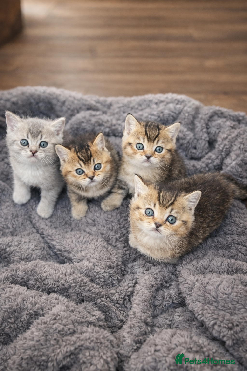 British Shorthair cats British Shorthair Golden Shaded Kittens - Advert 2