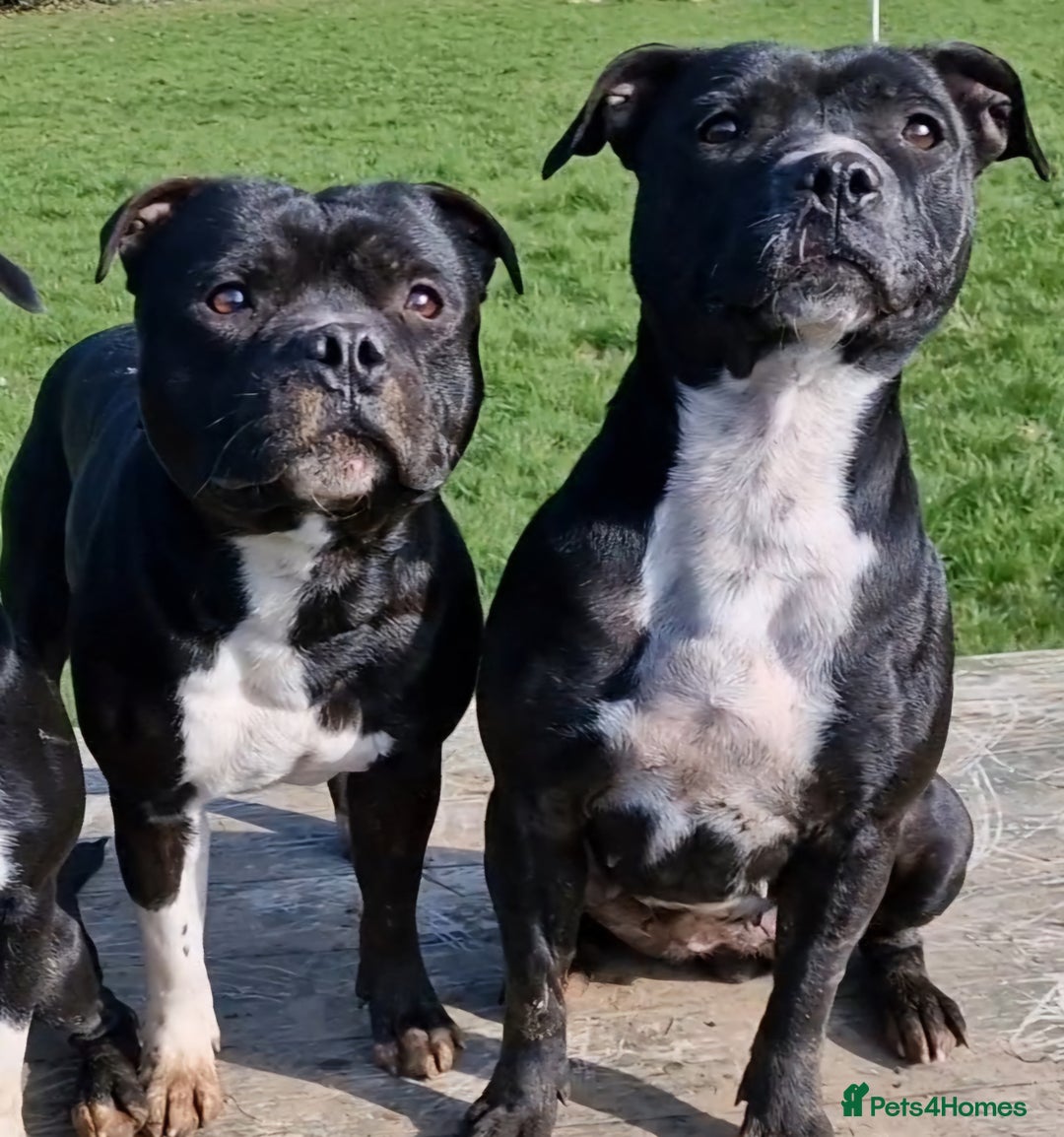 Staffordshire Bull Terrier dogs for sale: Are You Ready To Meet Your New Bestfriend? 🐾 - Image 12