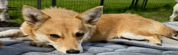 Welsh Corgi Pembroke dogs for adoption: 🐾 JANE – Female Welsh Corgi 🐾 - Advert 3
