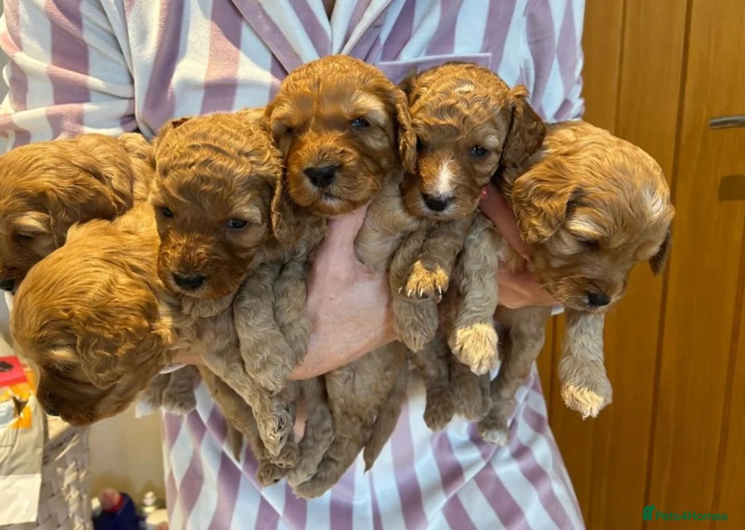 Cavapoo dogs for sale: Beautiful Cavapoo Puppies – Ready for Loving Homes in Manchester - Advert 9