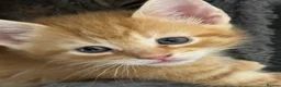 Mixed Breed cats for sale: American shorthair x bsh kittens please red descrp in Belvedere - Advert 25