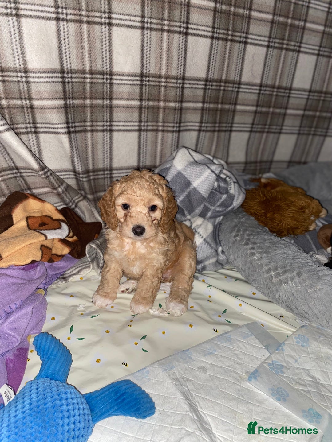 Cockapoo dogs for sale: ADD UPTO DATEREAD IN FULL  - Advert 16