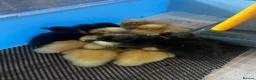 Ducks poultry for sale: Day Old Pure Breed Ducklings - Advert 2