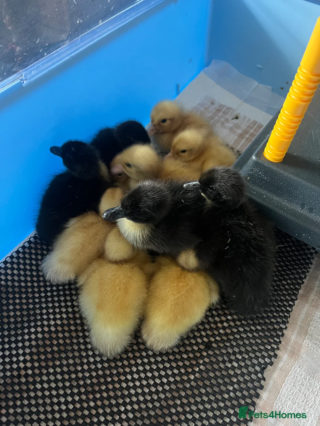 Ducks poultry for sale: Day Old Pure Breed Ducklings - Advert 2