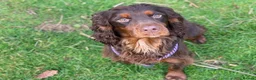 Cocker Spaniel dogs for stud: Sweet natured & handsome cocker stud dog in Bristol - Advert 4