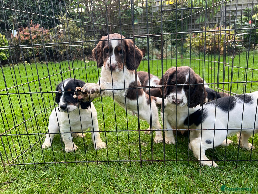 English Springer Spaniel dogs for sale: Traditional English springer spaniels  - Image 16
