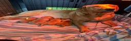Labrador Retriever dogs for sale: Stunning fox red Labrador pups 🐶  in Rotherham - Advert 6