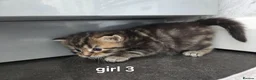 Ragdoll cats for sale:  kittens! - Advert 6