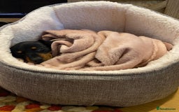 Miniature Dachshund dogs for sale: KC Reg, Health tested, miniature Dachsund Puppies - Image 20