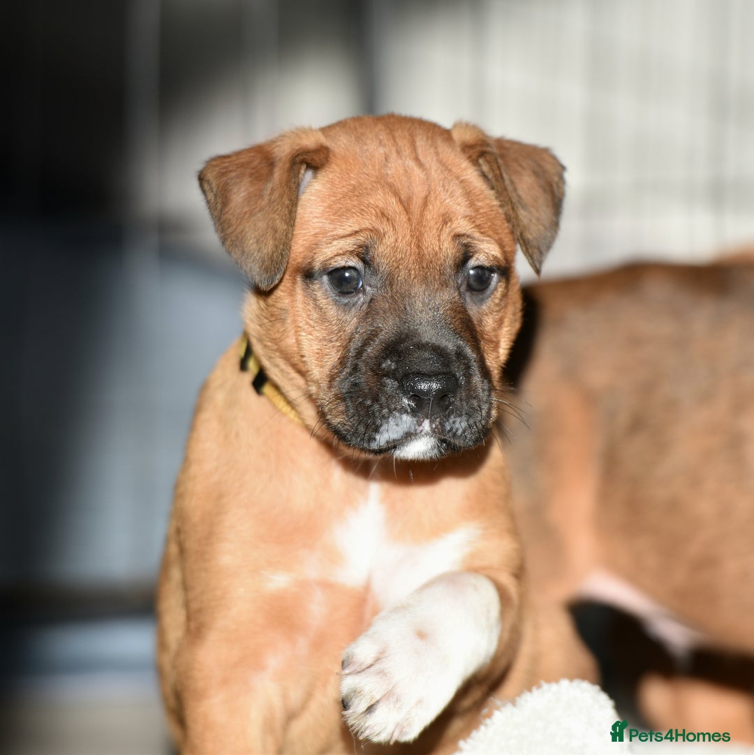 Belgian Shepherd Dog dogs for sale: Bullherders top working lines  - Advert 16