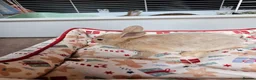 Netherland Dwarf rabbits for sale: Baby bunny - Advert 21