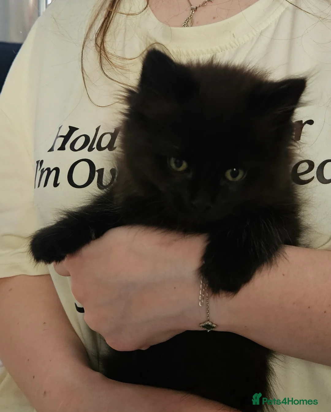 Mixed Breed cats for sale: Ragdoll cross extra fluffy kittens - Advert 2