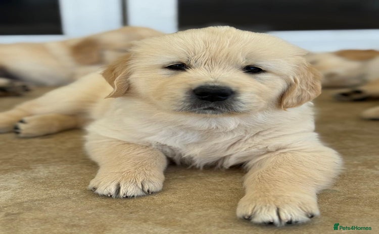 Golden Retriever dogs - Advert 7