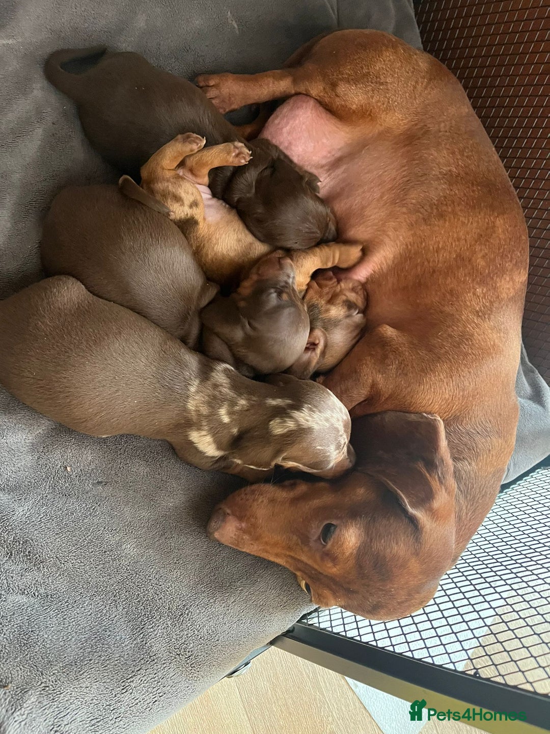 Miniature Dachshund dogs for sale: Beautiful Mini Dachshund Puppies READY  - Advert 11