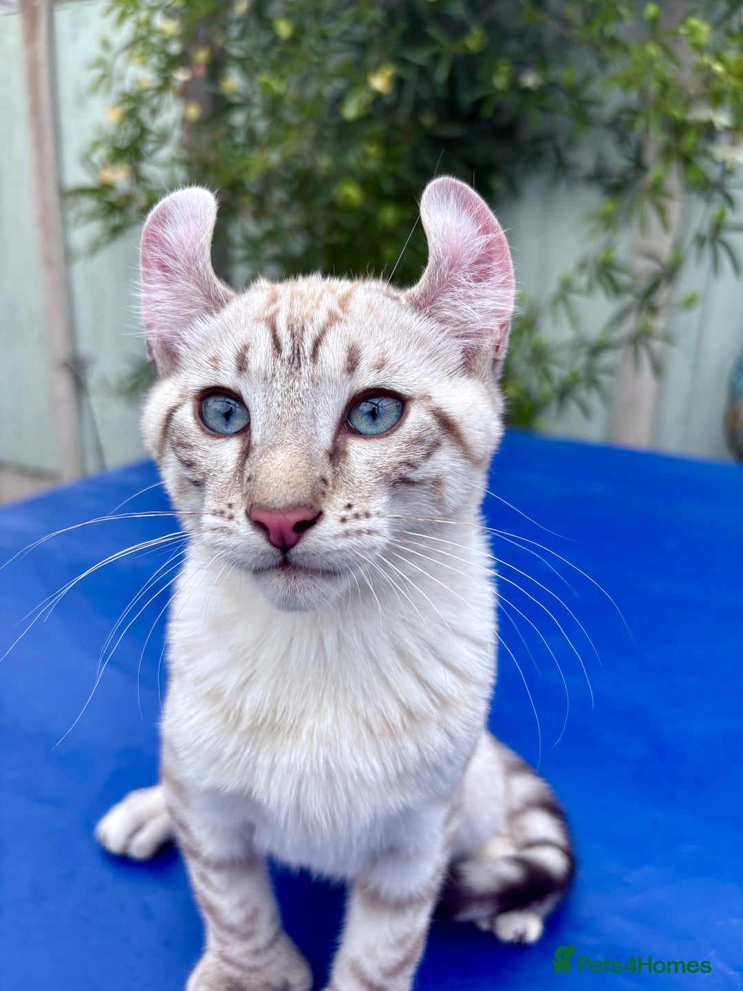 Keetso cats for sale: Breath taking polydactyl curled eared girl  - Image 2