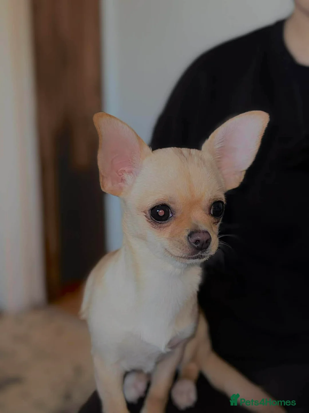 Chihuahua dogs for sale: chihuahua  - Advert 3