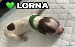 Cocker Spaniel dogs for sale: Stunning Blue/Liver Roan Cocker Spaniels Puppies  - Image 22