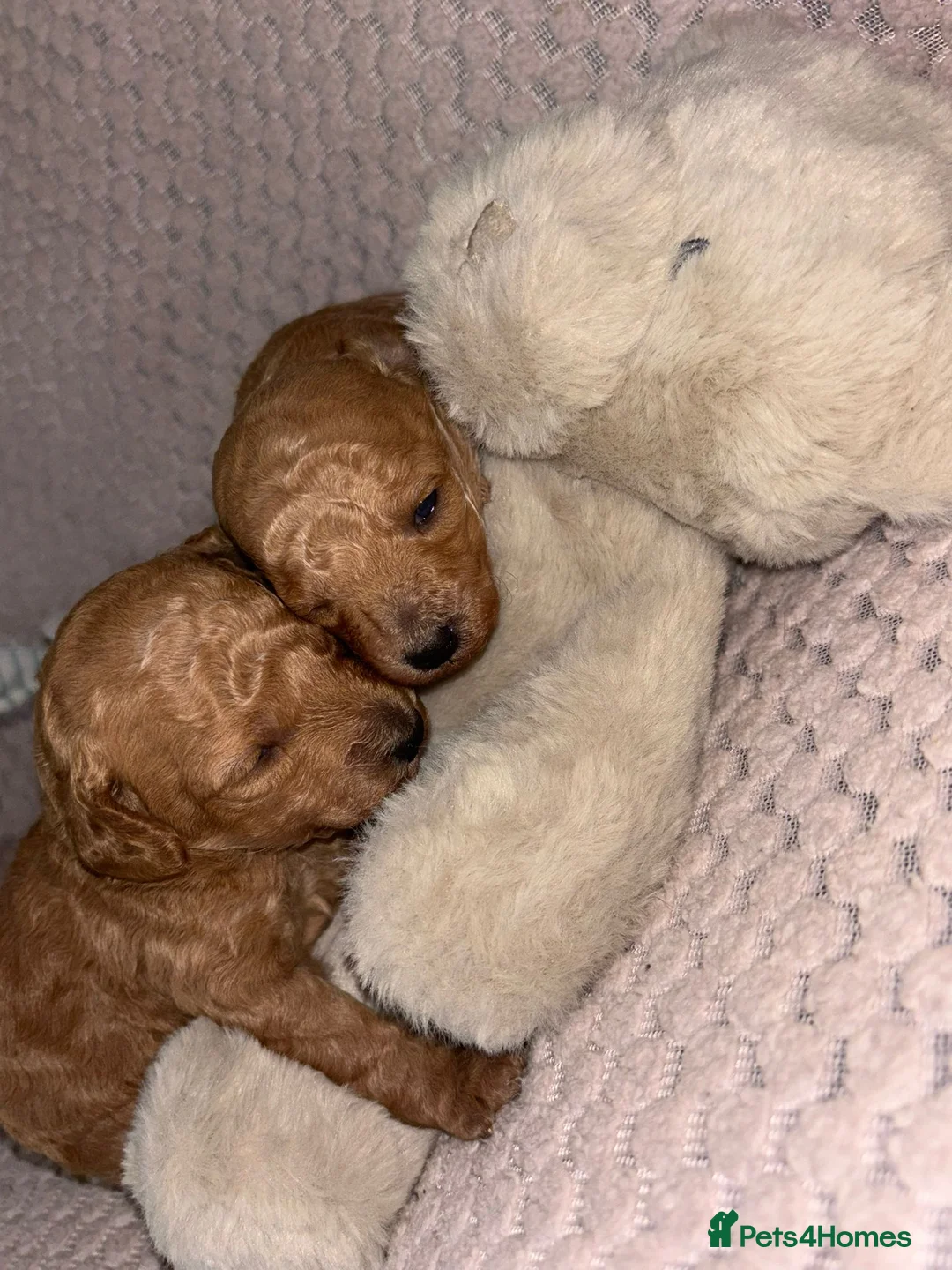Toy Poodle dogs for stud: For stud toy poodle £125 - Advert 15
