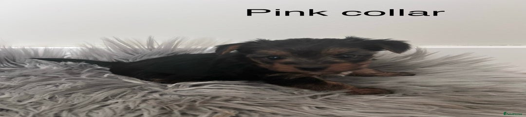 Yorkshire Terrier Puppy 4