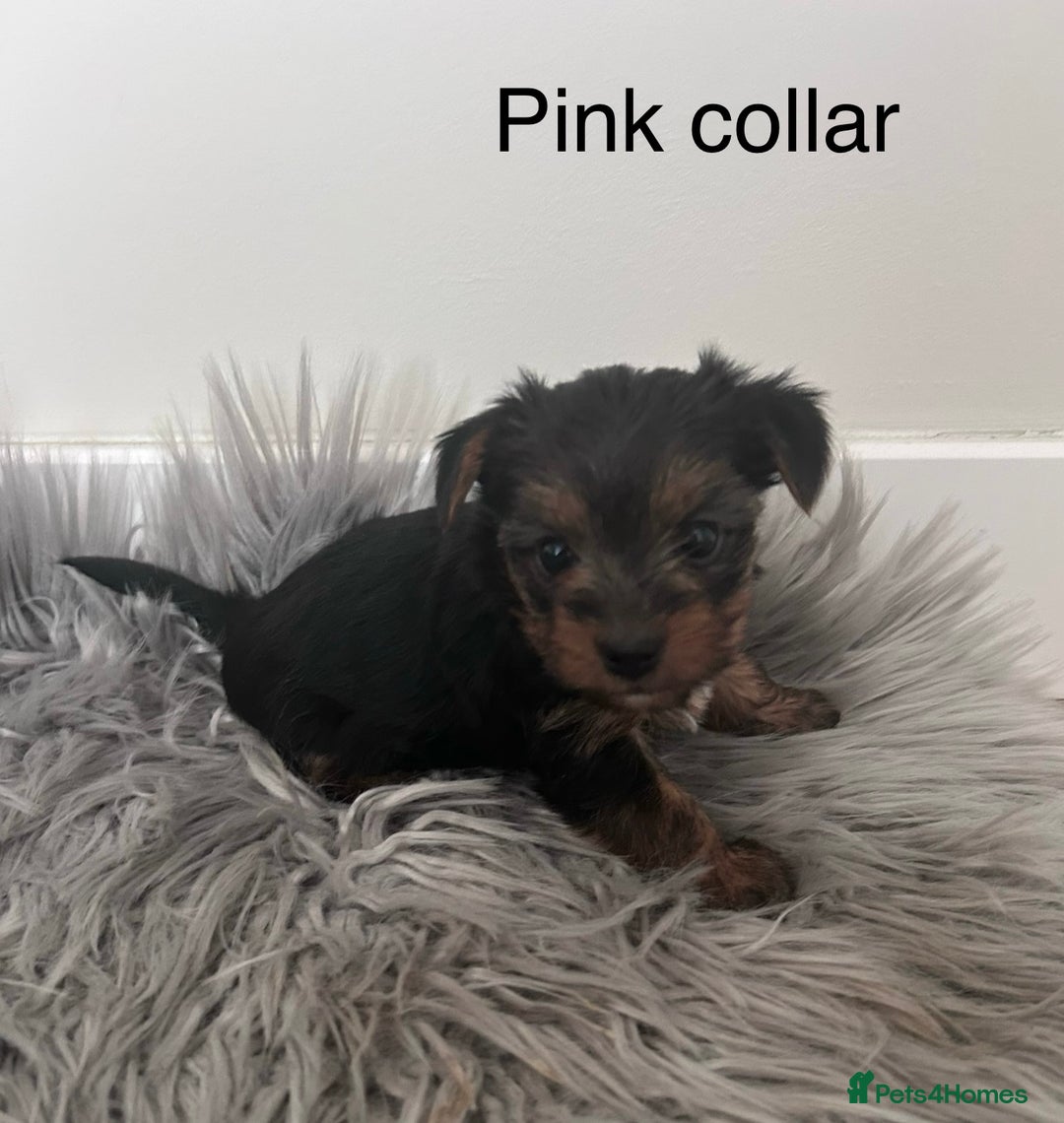 Yorkshire Terrier dogs for sale: Tiny Yorkshire Terriers - Image 5