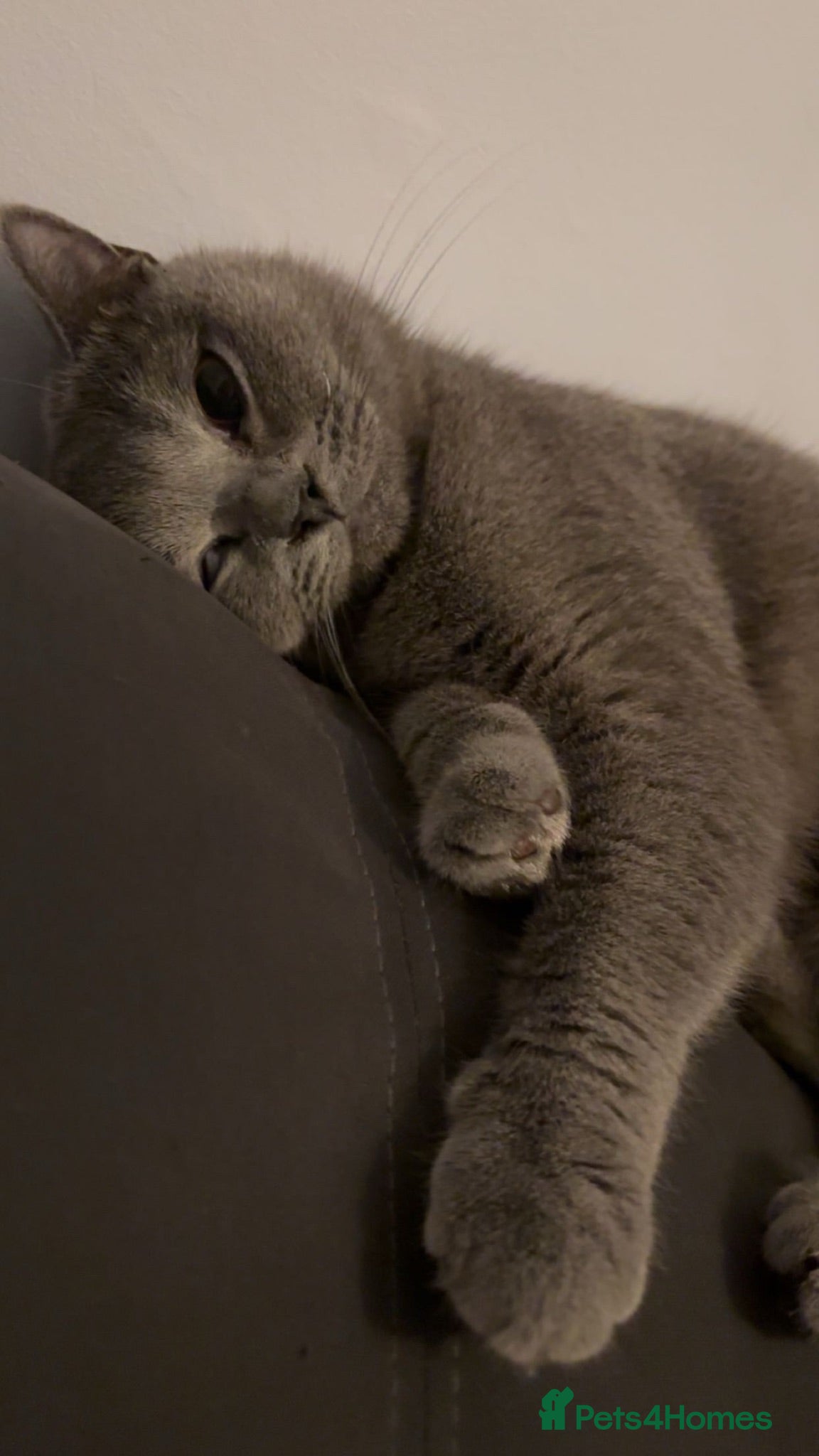 British Shorthair cats chocolate brown kittens - Advert 2