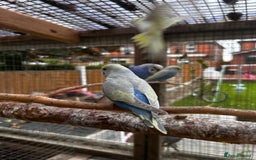 Budgerigars birds for sale: Adorable budgies available babies and adult  - Image 7