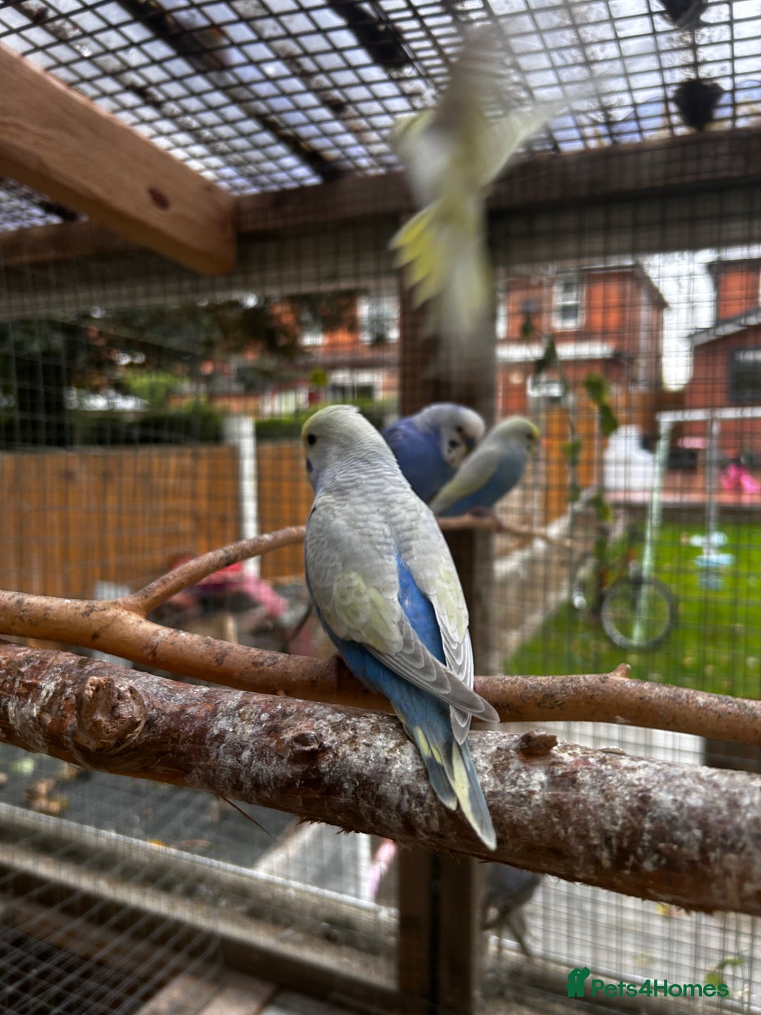 Budgerigars birds for sale: Adorable budgies available babies and adult  - Image 7