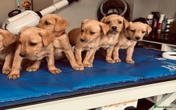 Labrador Retriever dogs for sale: Ready now!! Amazing red fox Labrador puppies  - Image 23