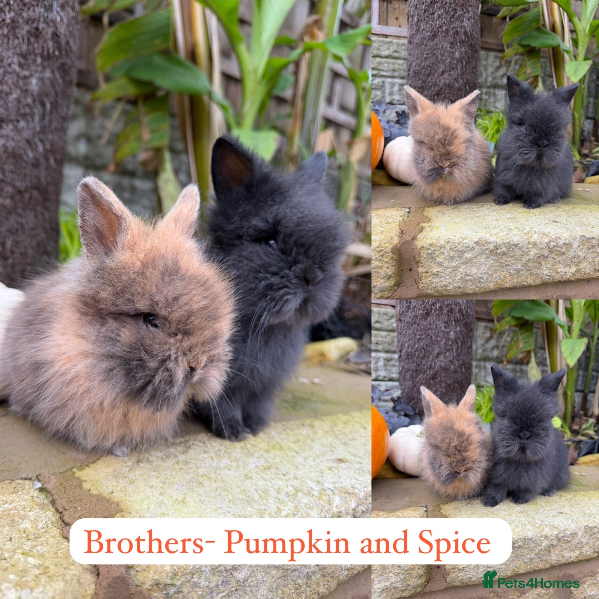 Lionhead rabbits for sale: Double maned lionhead babys - Advert 9