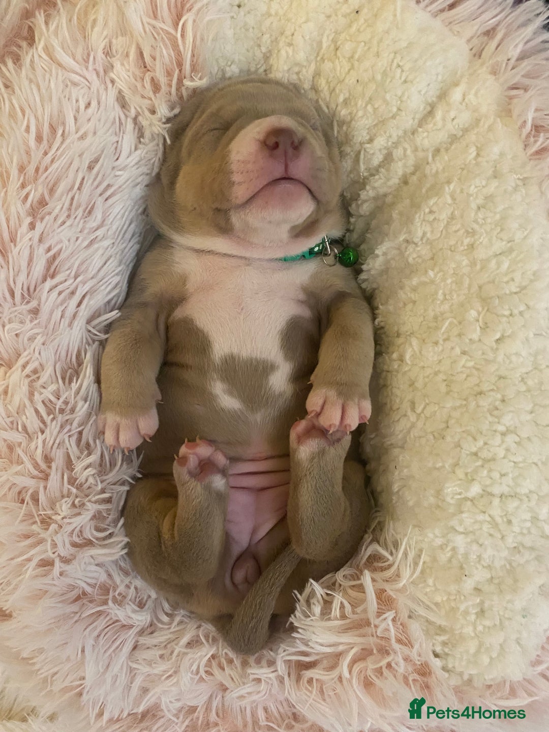 American Bully dogs for sale: American bully  - Advert 14