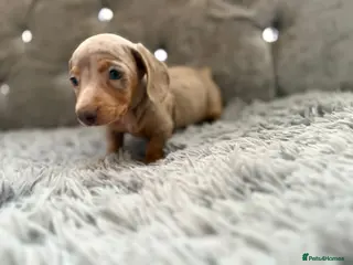 Dachshund dogs Only boy's left - Advert 1