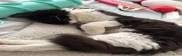 British Longhair cats for sale: Rehoming Toot - Advert 3