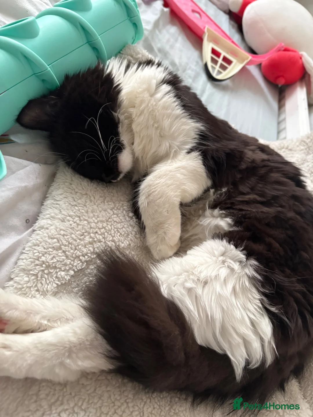 British Longhair cats for sale: Rehoming Toot - Advert 3