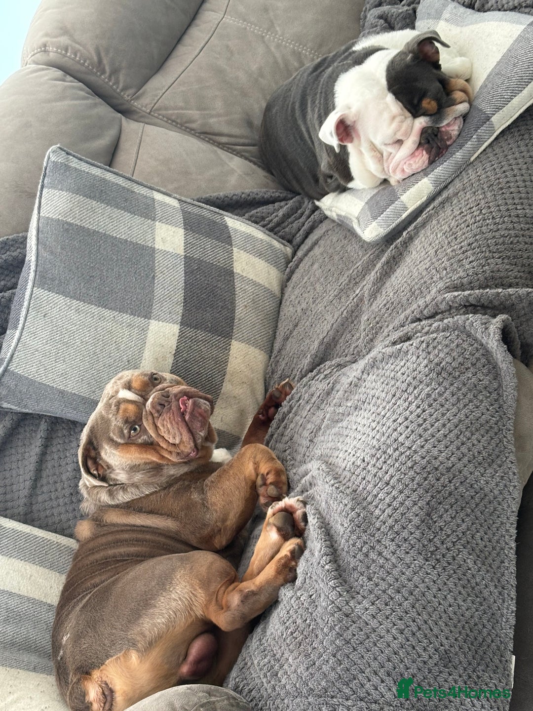 English Bulldog dogs for sale: 2 English bulldogs💙💜 - Image 8