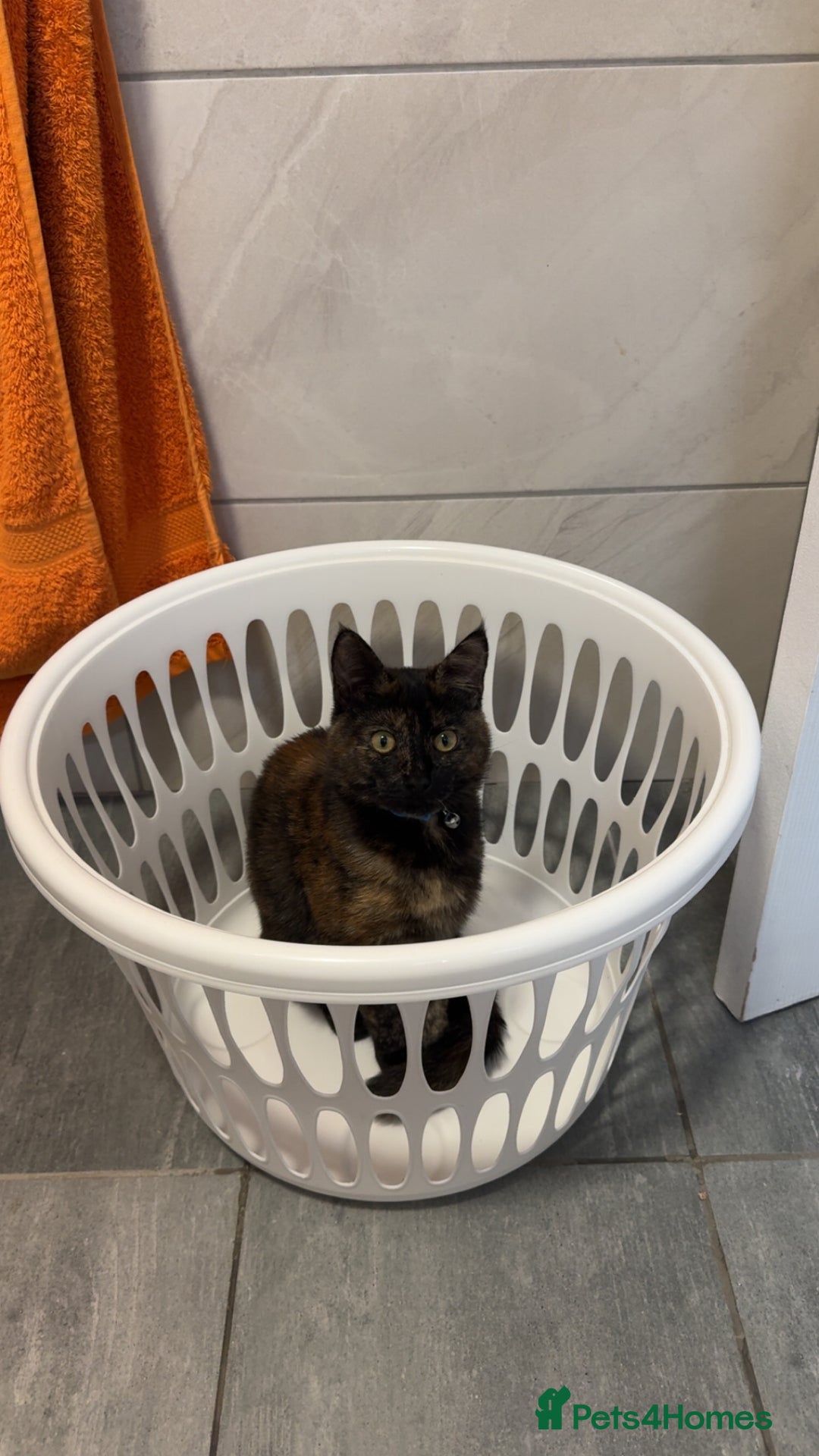 Mixed Breed cats for sale: 7 month old brother & sister looking for new home - Advert 28