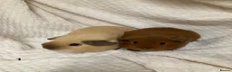 Guinea Pig rodents for sale: Californian and dark eyed golden Guinea pigs - Advert 3