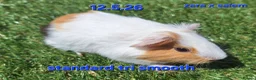 Guinea Pig rodents for sale: Fluffy baby boy male guinea pigs - Advert 3