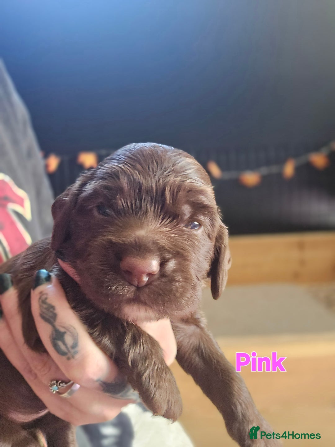 Cocker Spaniel dogs for sale: Cocker spaniel puppies - Image 6