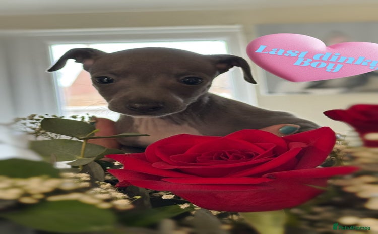Italian Greyhound dogs - Advert 1