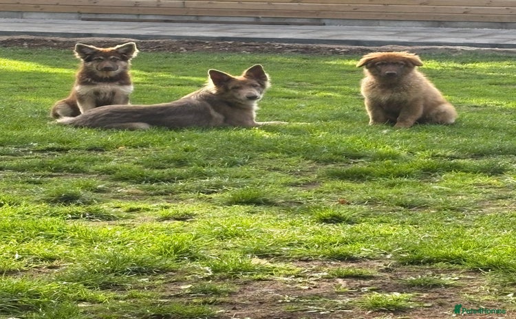 German Shepherd dogs - Advert 11