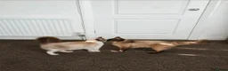 Ragdoll cats for sale: READY NOW Adorable pure ragdoll kittens  in Huddersfield - Advert 5