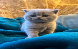 British Shorthair cats for sale: 4 beautiful lilac and blue kittens. - Advert 7
