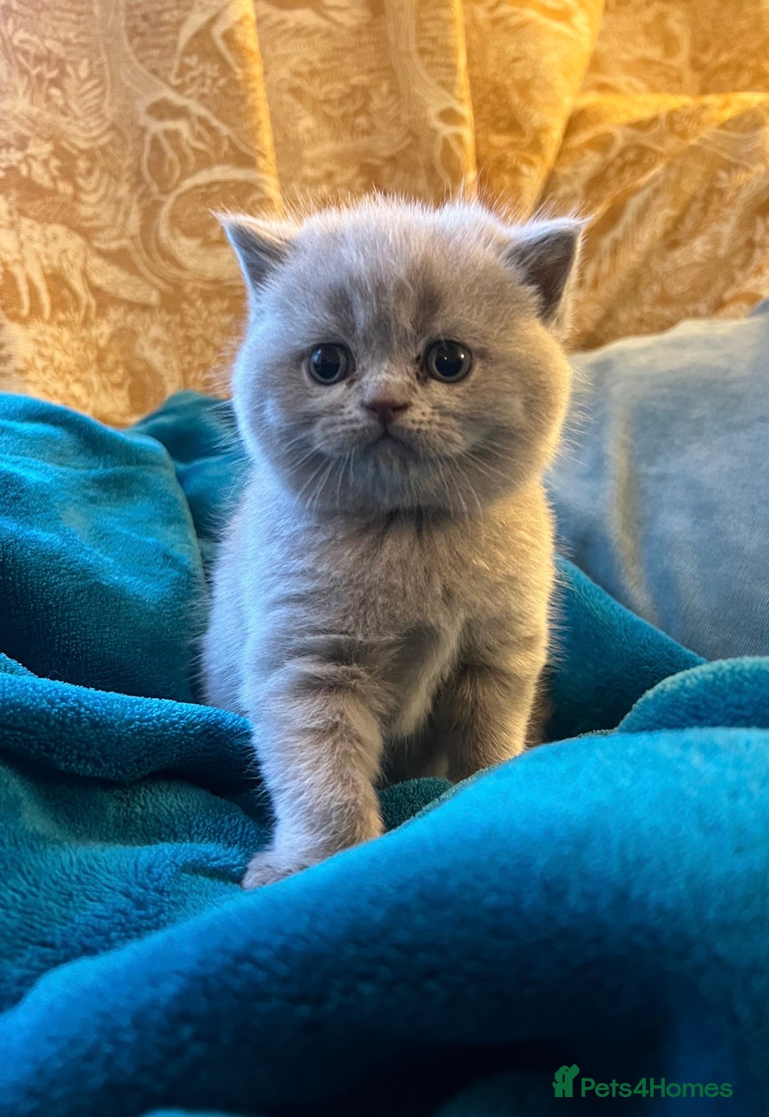 British Shorthair cats for sale: 4 beautiful lilac and blue kittens. - Advert 7