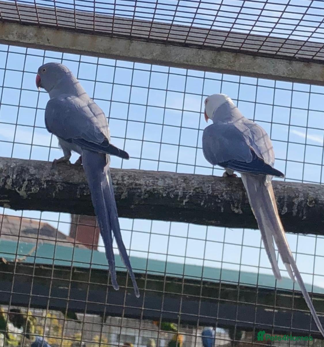 Parrots birds Violet Cleartail Ringneck pair - Advert 5