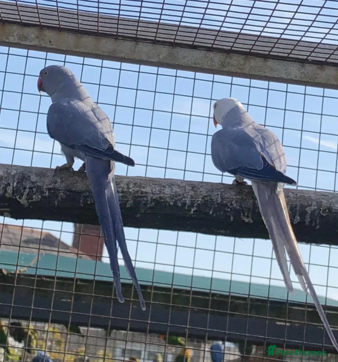Parrots birds for sale: Violet Cleartail Ringneck pair - Advert 1